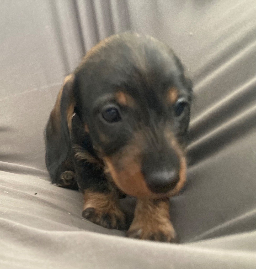 Disponible chiot mâle teckel nain poil dur 